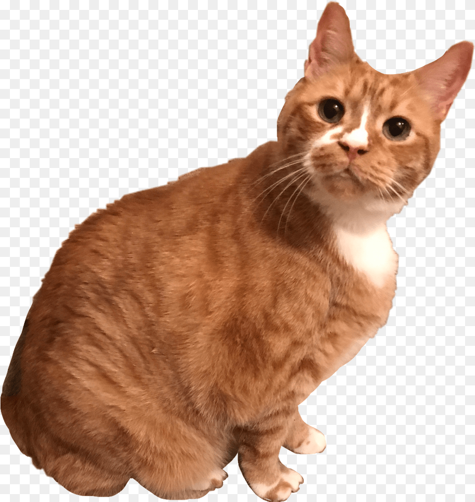 My Sweet Cat Morgan Cat Kitten Kitty Orange Tabby Morga Cat Tabby Orange Transparent, Animal, Mammal, Manx, Pet Free Png Download