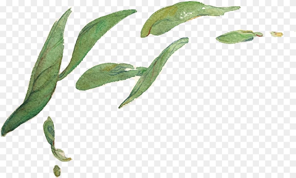 My Tea Leaves Study For A Zine Called Green Watercolor Transparent Background, Leaf, Plant, Food Free Png