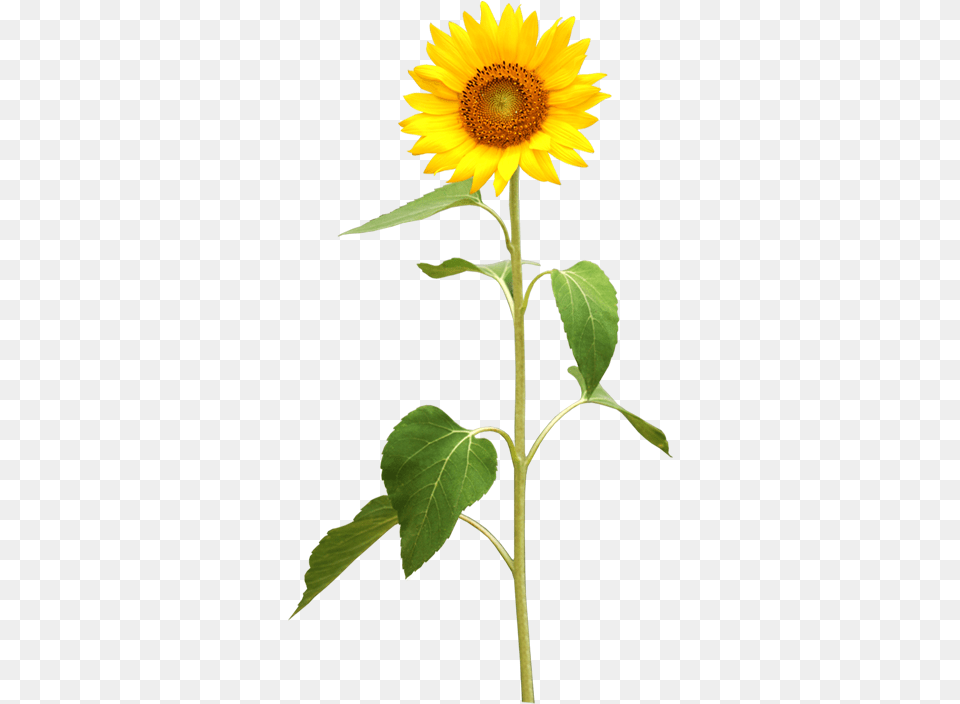 My Webpage Sonnenblume, Flower, Plant, Sunflower Png Image