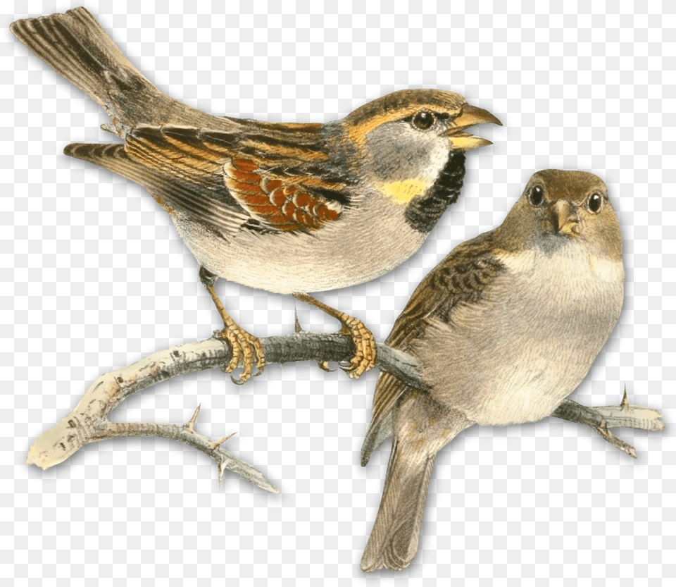 My Webpage Watercolor Drawing Of Sparrow, Animal, Bird, Finch Png