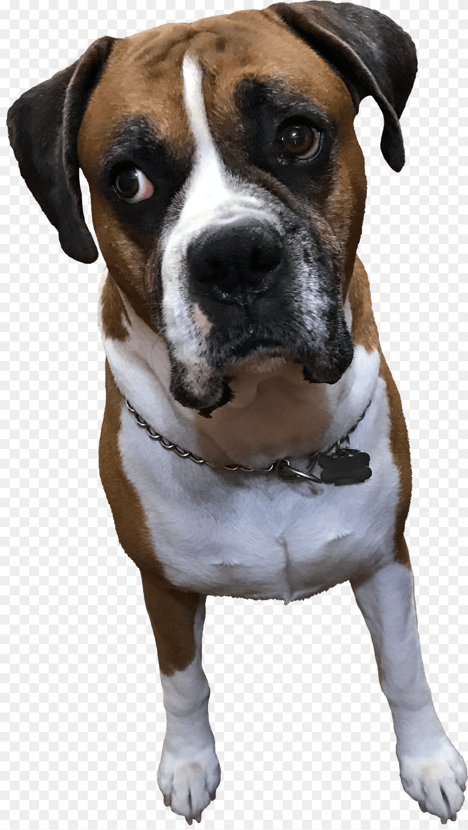 Myboyleo Boxer Dog Boxerlovers Boxerboy Cuteboxer Boxer, Animal, Bulldog, Canine, Mammal Free Png Download