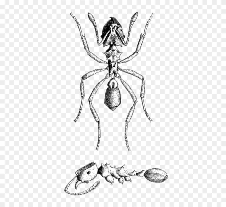 Mycocepurus Smithii Plate Sketch, Animal, Invertebrate, Spider Free Transparent Png