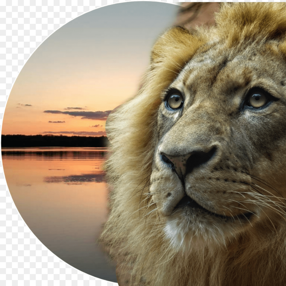 Myedit Lion Lionface Kingofthejungle Lion, Animal, Mammal, Wildlife Free Png