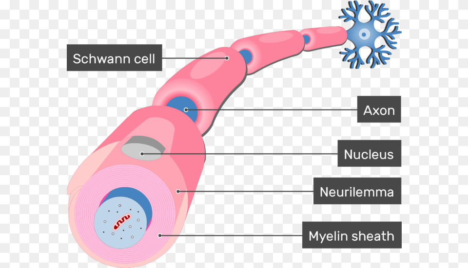 Myelination Of Axons By Schwann Cells Schwann Cells, Brush, Device, Tool, Indoors Png