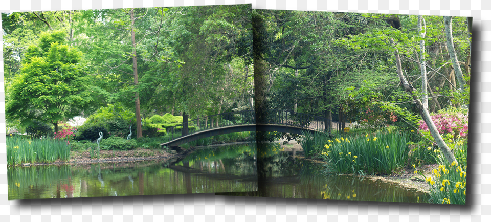 Mynelle Gardens Jackson Ms, Nature, Water, Pond, Garden Png Image