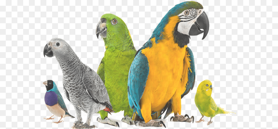 Mypassion Pets Birds, Animal, Bird, Beak, Parrot Free Png Download