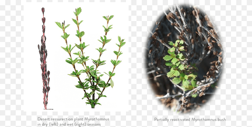 Myrothamnus Flabellifolia, Vegetation, Sprout, Plant, Leaf Png Image