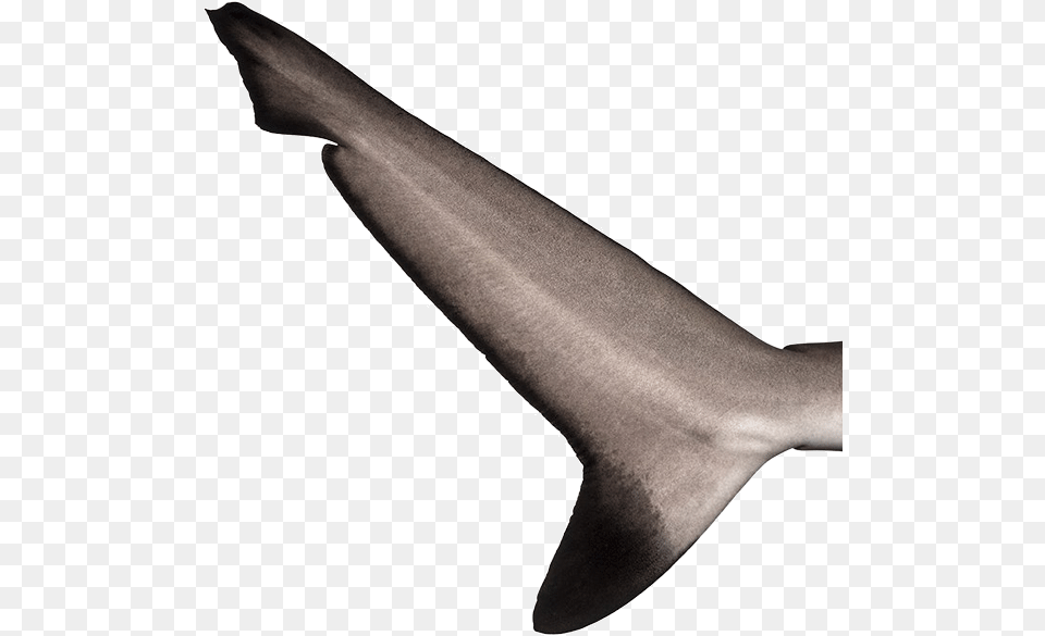 Myrtle Beach Sharks Fin Shark Fin Tail, Animal, Sea Life, Fish, Blade Free Transparent Png