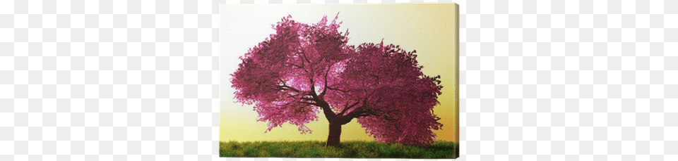 Mysterious Cherry Blossom Trees Canvas Print Pixers Japanese Cherrie Blossom Tree, Flower, Plant, Grass, Outdoors Free Png