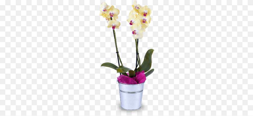 Mystic Star Orchids, Flower, Flower Arrangement, Plant, Orchid Free Transparent Png
