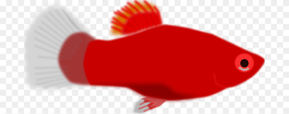 Mystica Aquarium Fish Xiphophorus Maculatus, Animal, Sea Life, Goldfish Free Transparent Png