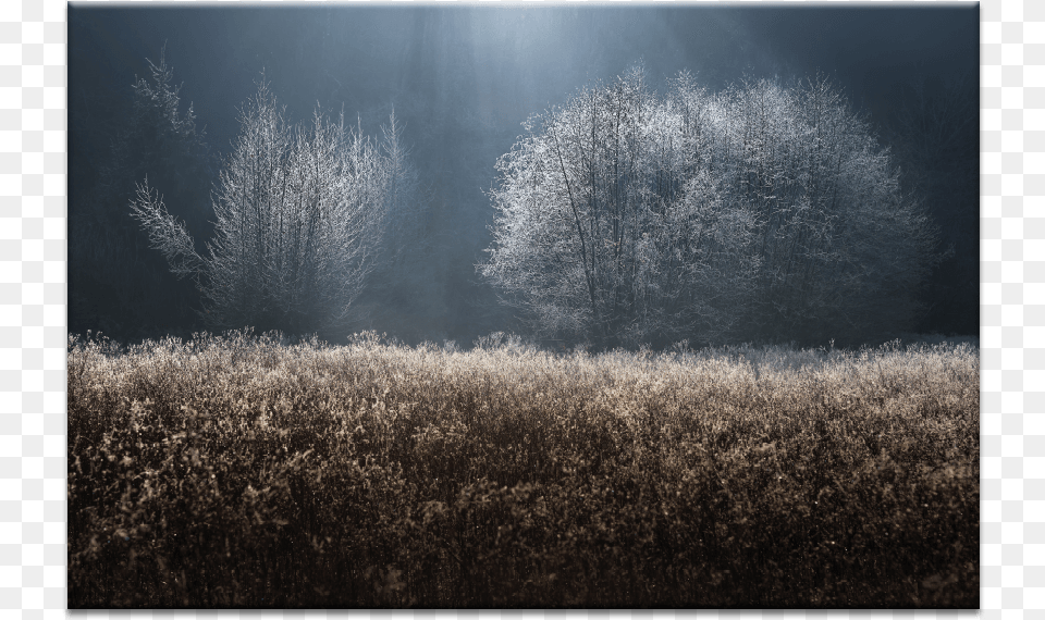 Mystical Frost, Ice, Nature, Outdoors, Weather Png