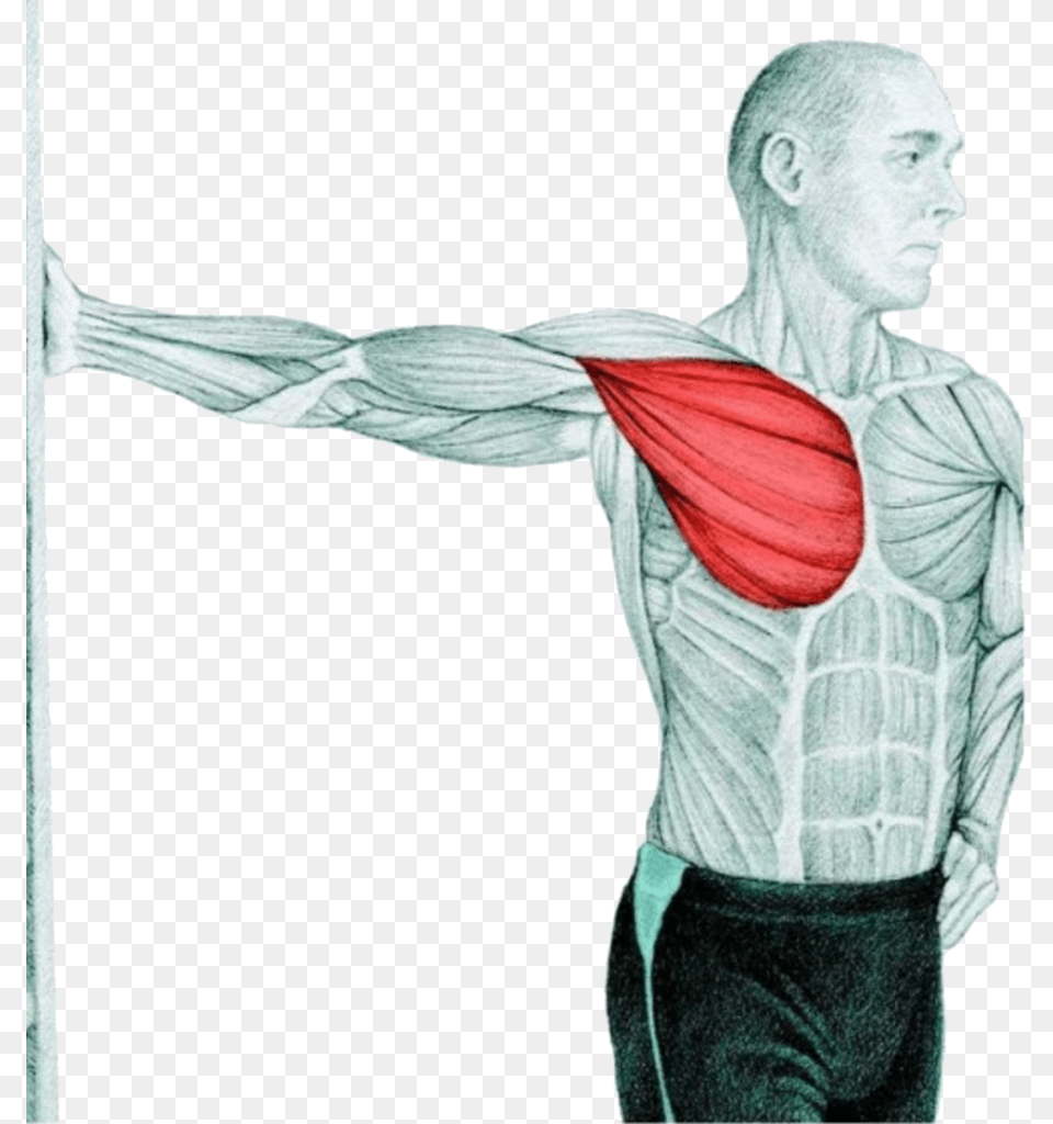Myswimpro Stretch Chest Stretch At Wall Chest Muscle Stretch, Adult, Person, Man, Male Free Transparent Png