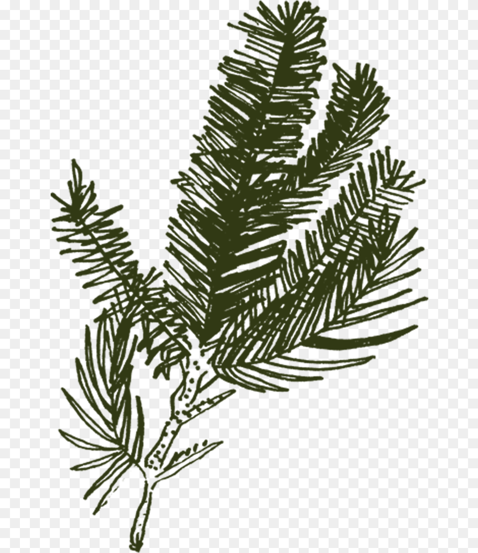 N Balsam Fir Pond Pine, Conifer, Plant, Tree, Leaf Png Image