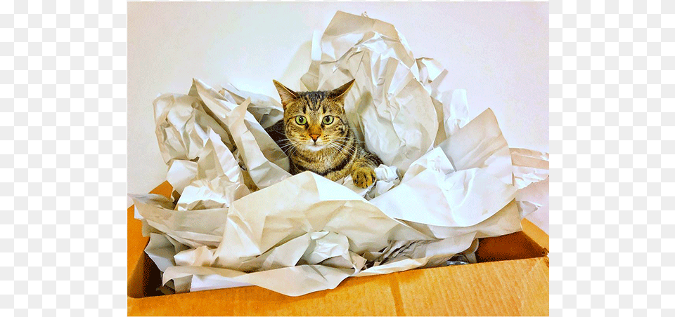 N Changecatalysts We Moved This Weekend Timber The Tabby Cat, Paper, Animal, Mammal, Pet Png