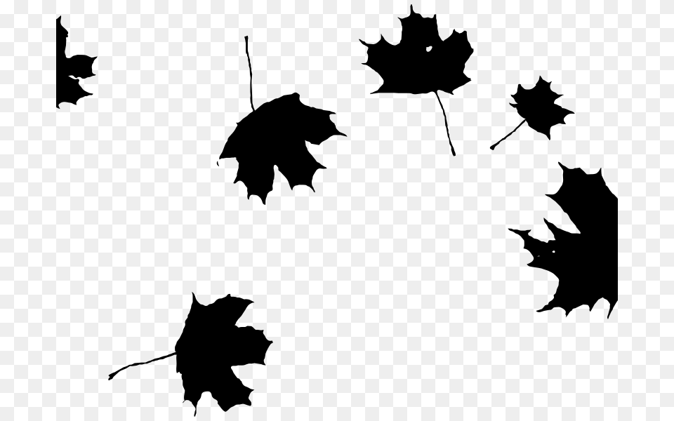 N Kamil Leafs, Gray Png Image