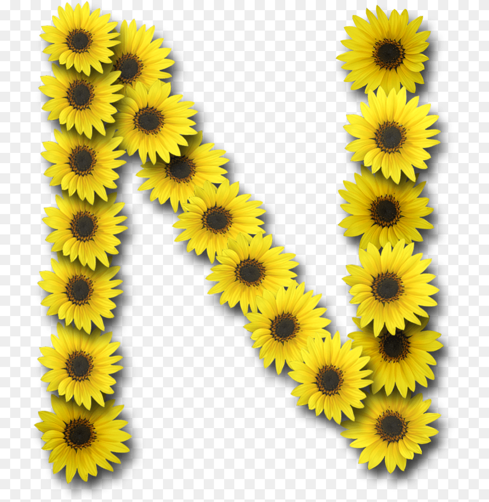 N Letter Transparent All Alphabet Sunflower Letters, Flower, Plant, Daisy, Flower Arrangement Free Png Download