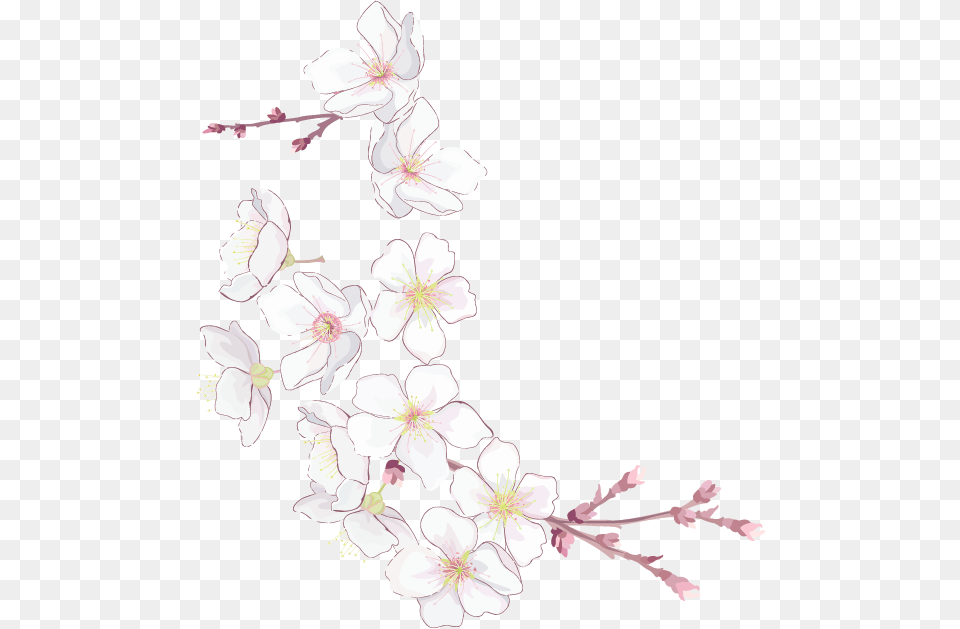 Na Fevralya 15 Protector Para J7 2018, Flower, Plant, Cherry Blossom Free Png Download