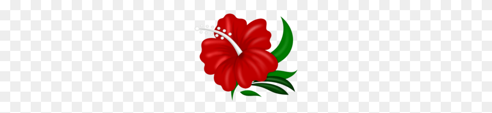 Na Iandeks Fotkakh Flowery, Flower, Hibiscus, Plant Png