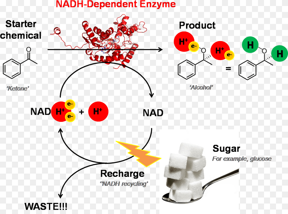 Nadh Dependent Enzyme Nadh As Cofactor, Cutlery, Food, Sugar Free Png Download