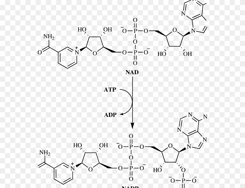 Nadk Catalyzed Reaction Free Png