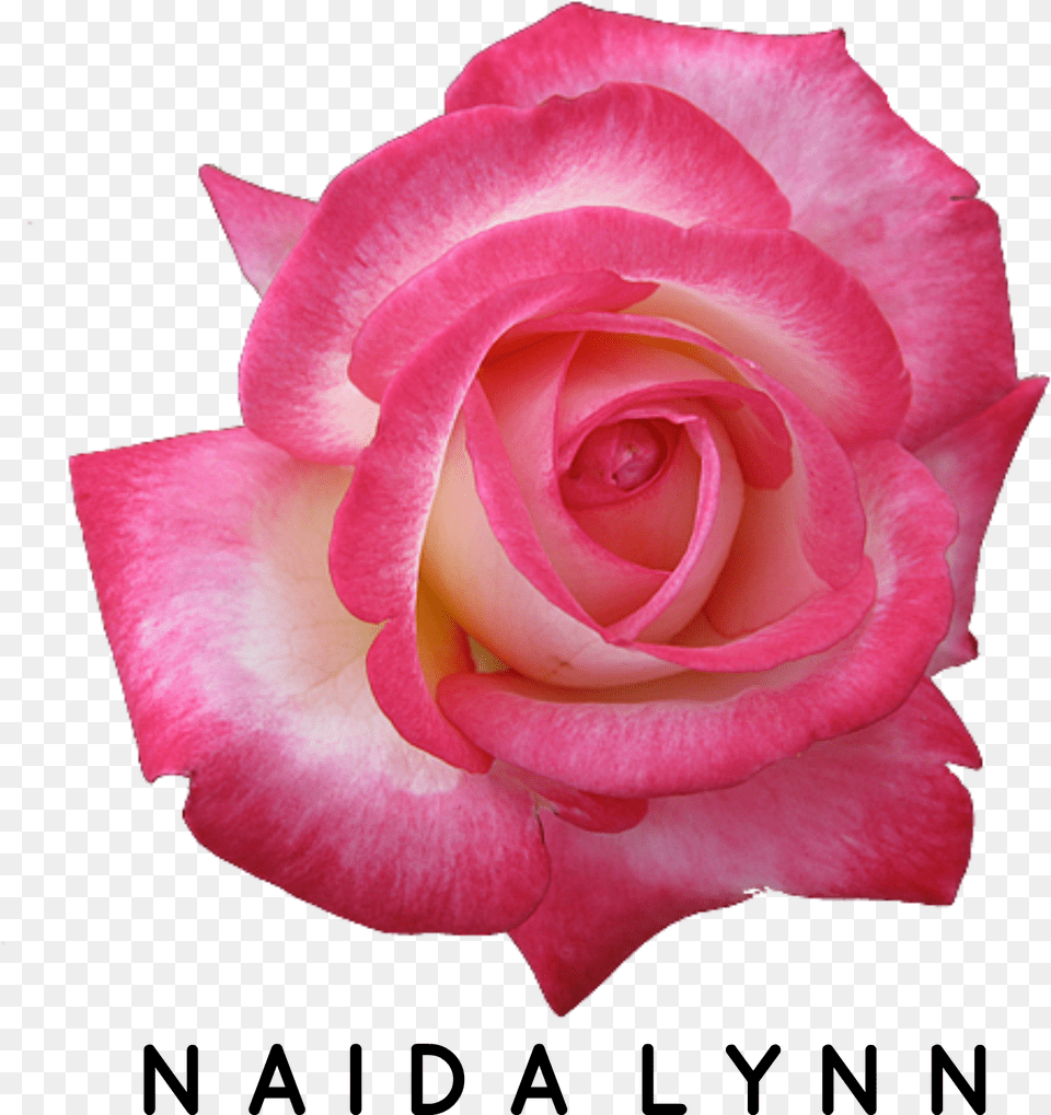 Naida Lynn Logo Diy Essential Oil Perfume Spray, Flower, Plant, Rose, Petal Free Png