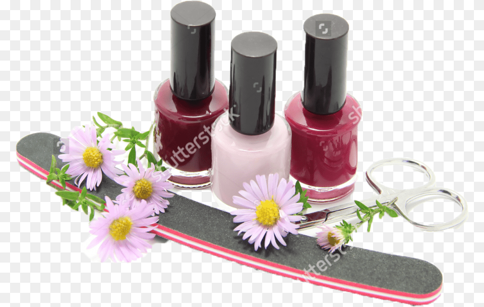 Nails, Cosmetics, Flower, Plant, Daisy Free Png Download