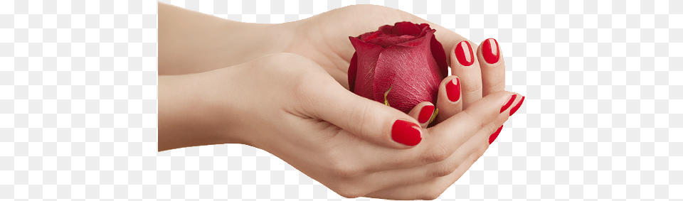 Nails, Rose, Body Part, Finger, Flower Free Png Download