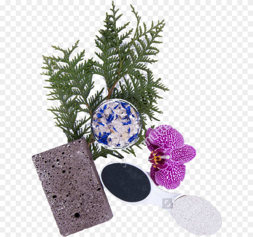 Nails, Flower, Plant, Potted Plant, Tree Png