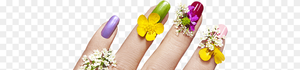 Nails Images Nails Art Flowers, Hand, Body Part, Person, Finger Png