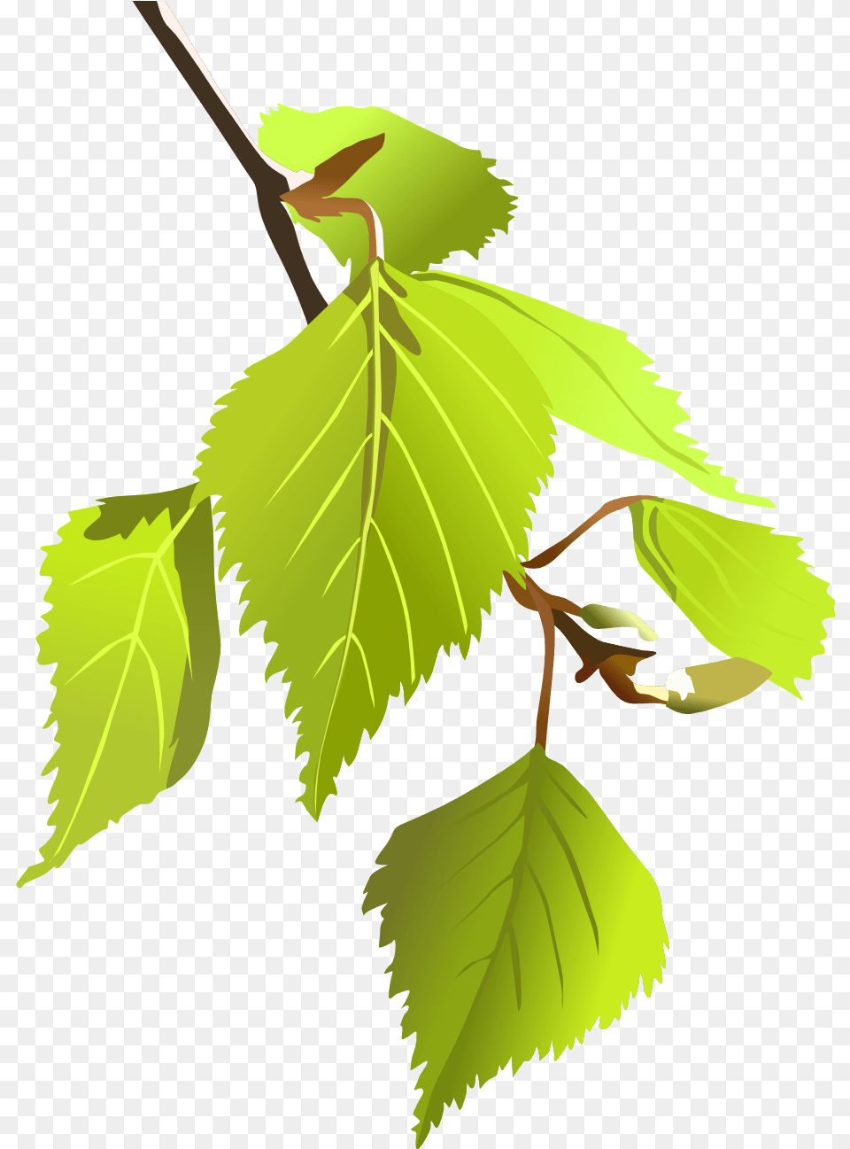 Najpopularniejsze Drzewa W Polsce, Leaf, Plant, Tree, Herbal Png Image