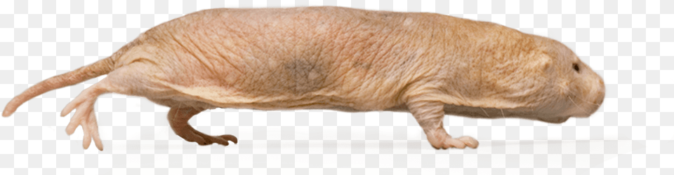 Naked Mole Rat, Animal, Mammal Free Png