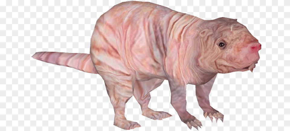 Naked Mole Rat Animal, Mammal, Pig, Fish Free Transparent Png