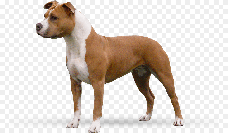 Nala American Staffordshire Terrier Side, Animal, Boxer, Bulldog, Canine Free Transparent Png