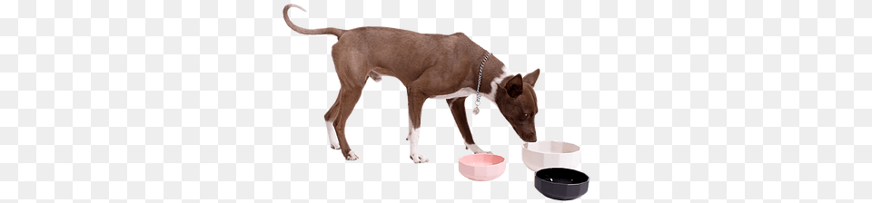 Nala Feeder Dobermann, Animal, Canine, Dog, Mammal Png