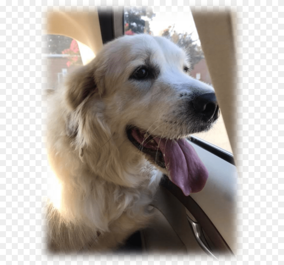 Nala Needs Your Help Great Pyrenees, Animal, Canine, Dog, Golden Retriever Free Png Download