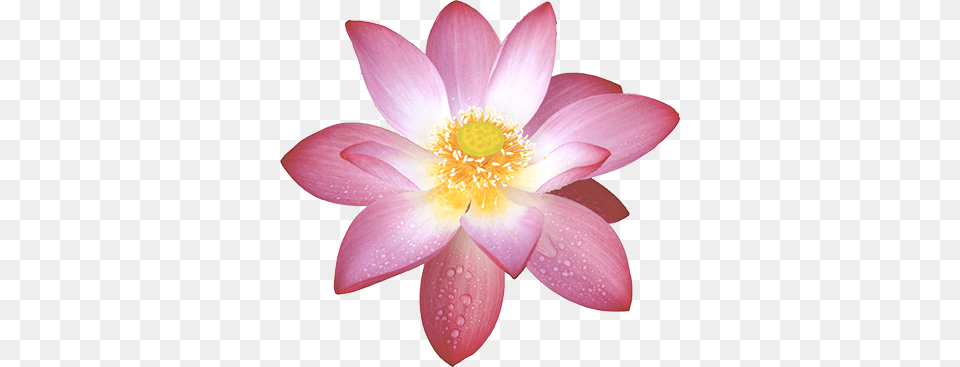 Nam Myoho Renge Kyo Sacred Lotus, Anther, Dahlia, Flower, Petal Png Image