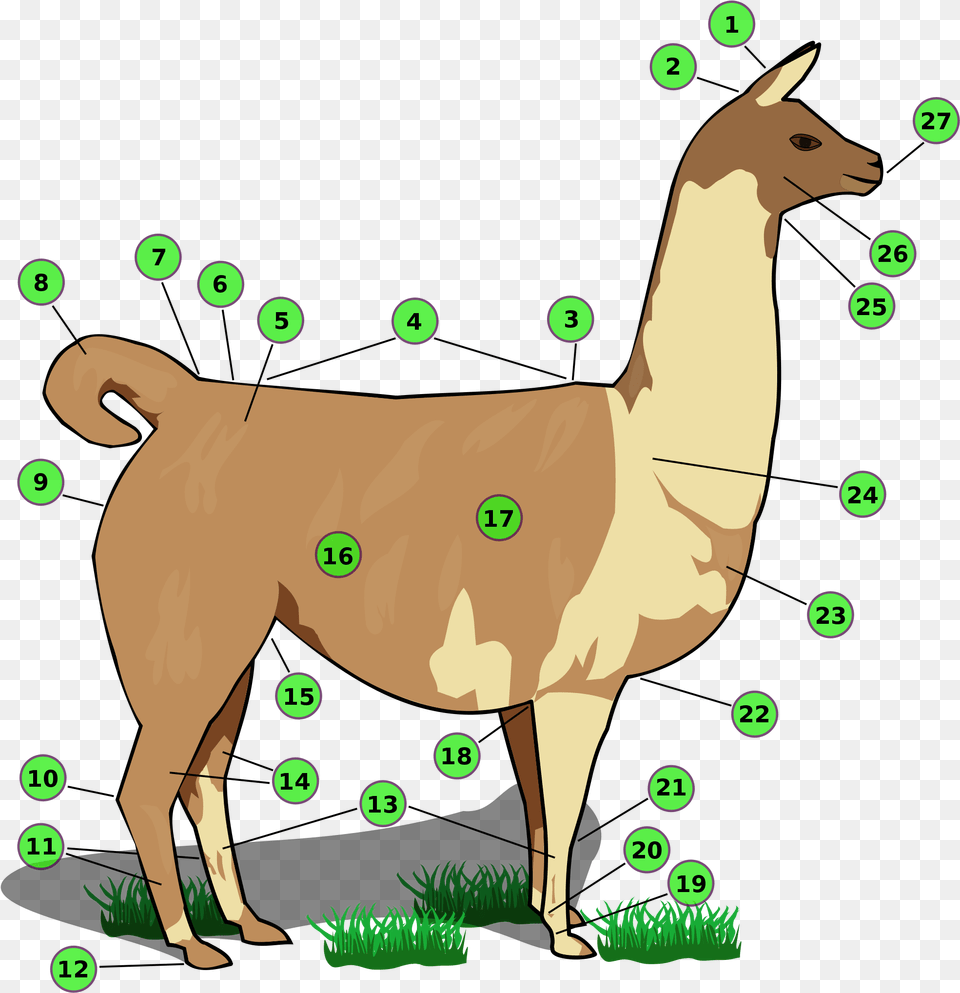 Names Of Llama Body Parts Partes De La Llama Animal, Mammal, Horse, Kangaroo Png