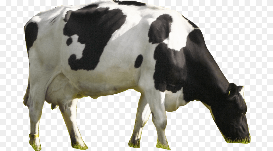 Nammilk Cow Dairy Cow, Animal, Cattle, Dairy Cow, Livestock Png