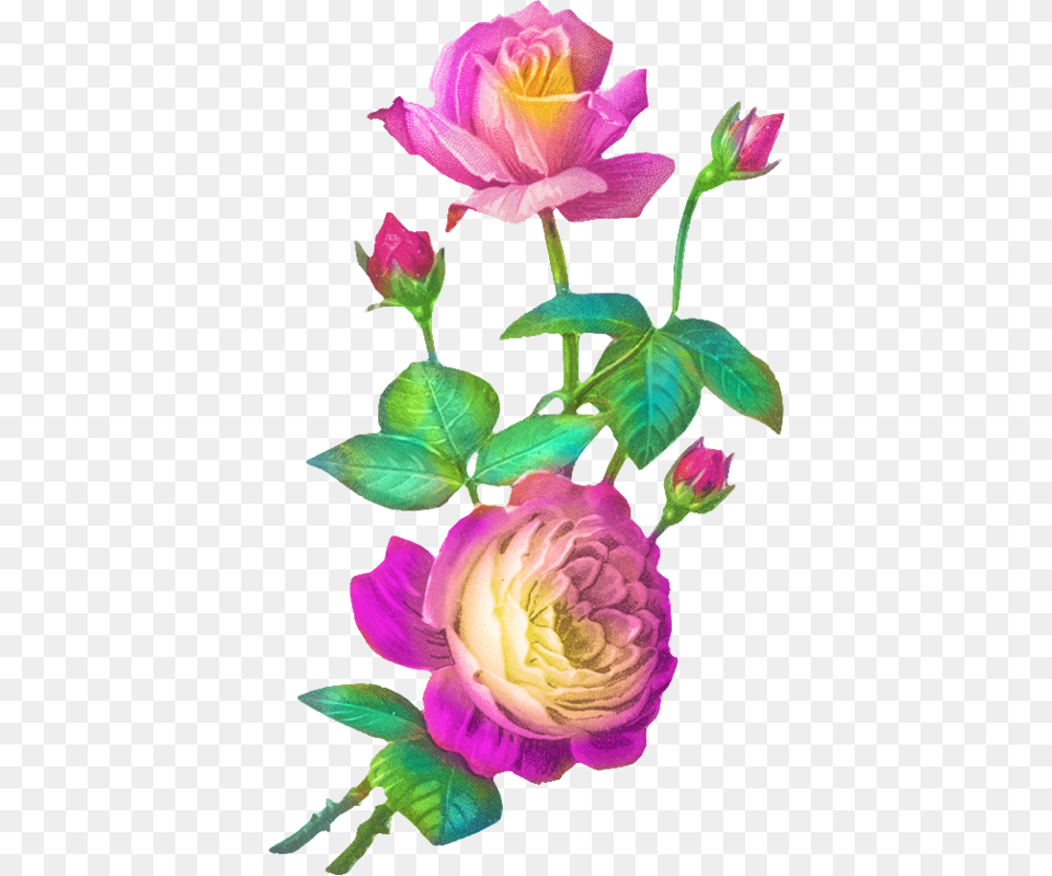 Nana Clipart Rosen Vintage Gif, Flower, Petal, Plant, Rose Png
