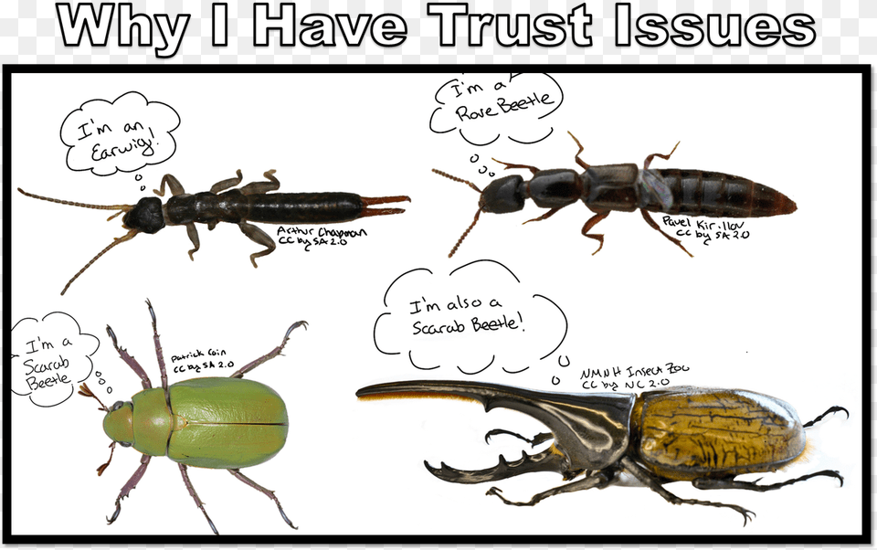 Nancy Miorelli On Twitter Longhorn Beetle, Animal, Insect, Invertebrate, Bee Free Png