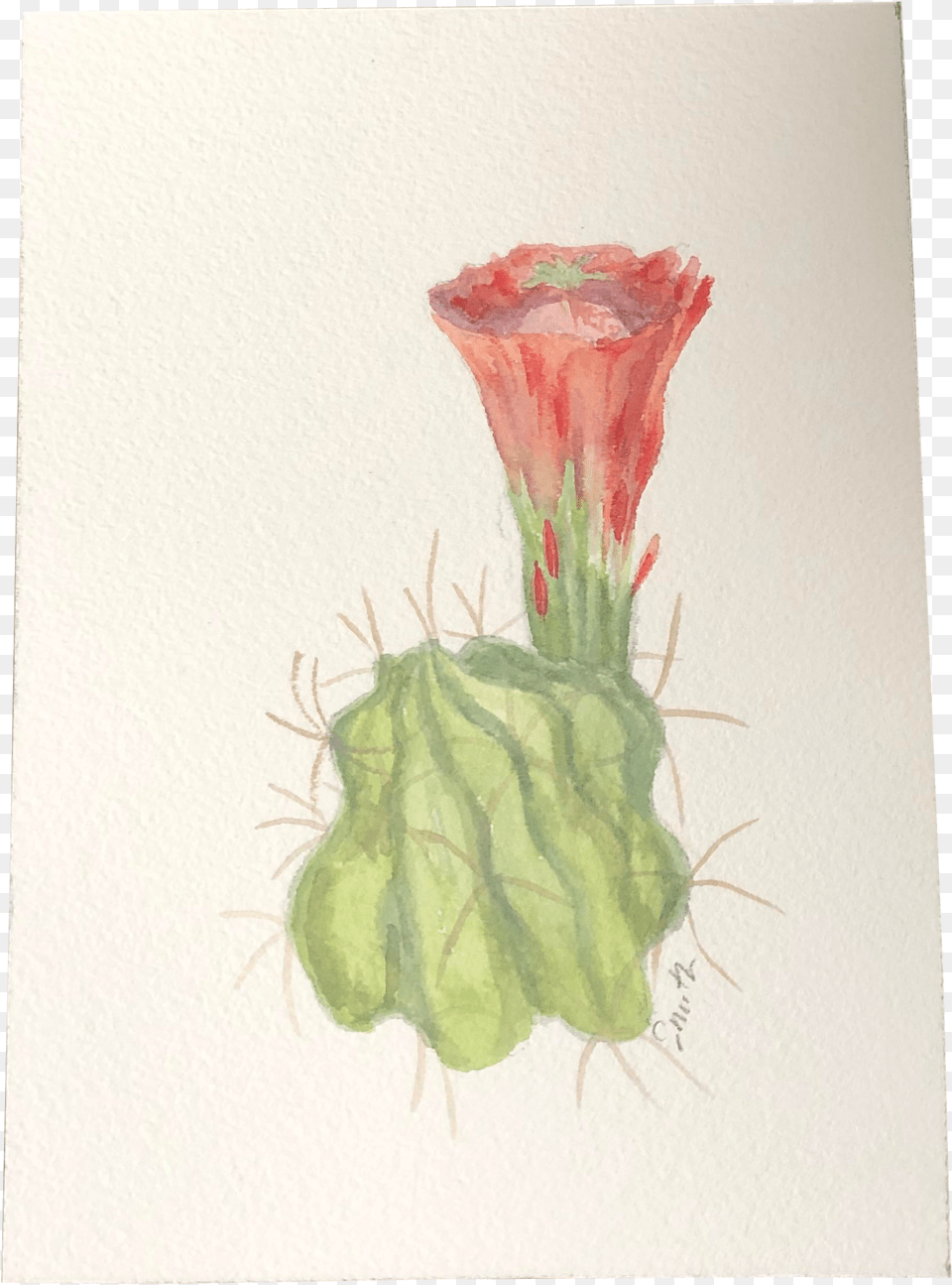 Nancy Smith Original Botanical U201chedgehog Cactusu201d Watercolor Painting Garden Roses, Plant, Art, Flower, Cactus Free Png Download