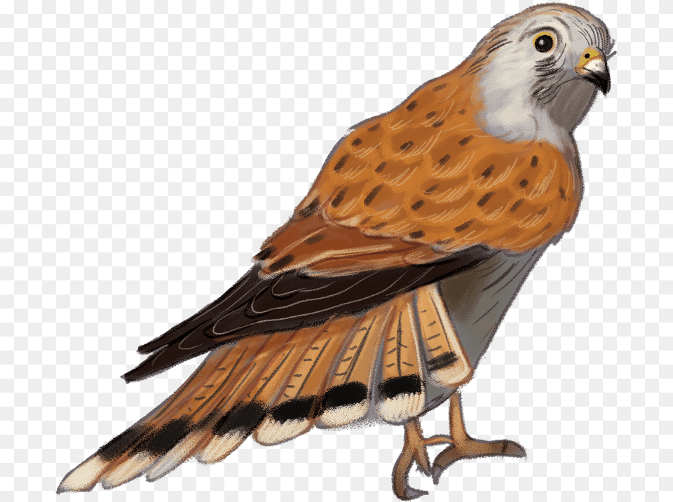 Nankeen Kestrel Hawk, Animal, Bird, Buzzard, Kite Bird Png