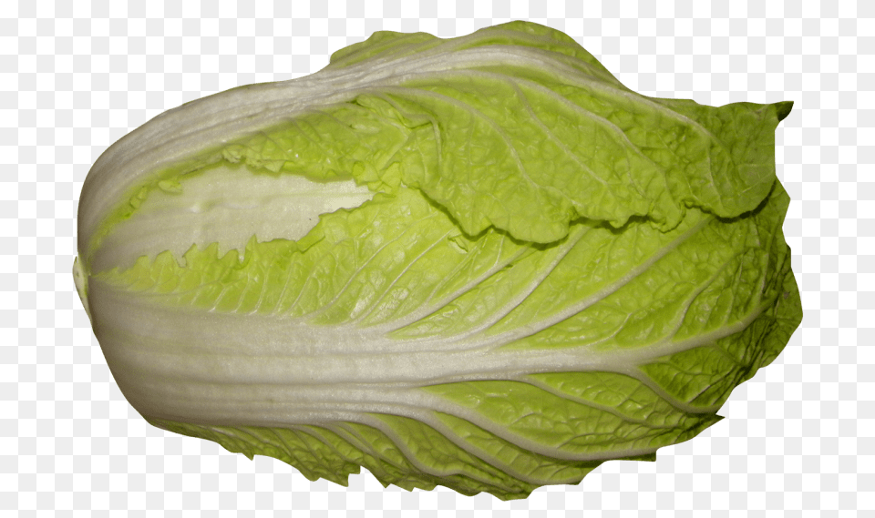 Napa Cabbage, Food, Produce, Animal, Insect Free Png