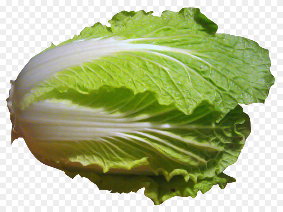 Napa Cabbage, Food, Plant, Produce, Leafy Green Vegetable Png Image