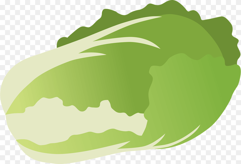 Napa Cabbage Clipart, Food, Produce, Leafy Green Vegetable, Plant Free Png Download