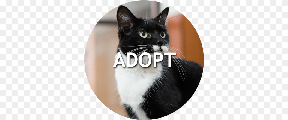 Naperville Area Humane Society Black Cat, Animal, Mammal, Pet, Black Cat Free Png