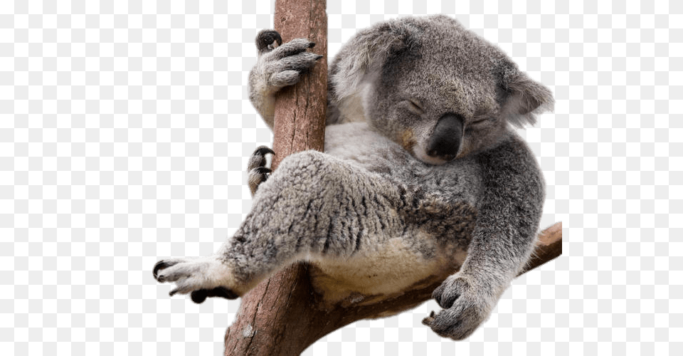 Napping Koala Bear In Eucalyptus Tree, Animal, Mammal, Wildlife Png Image