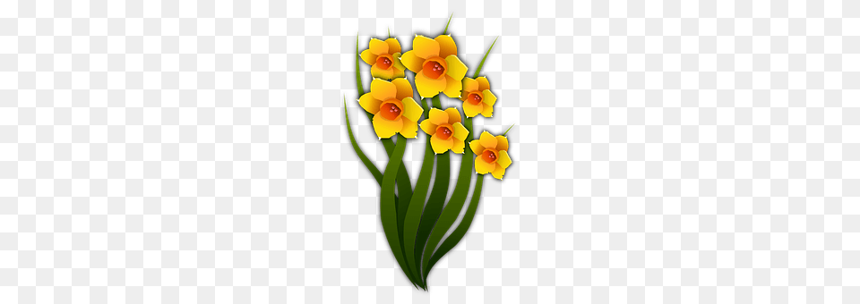 Narcissi Daffodil, Flower, Plant, Birthday Cake Free Png