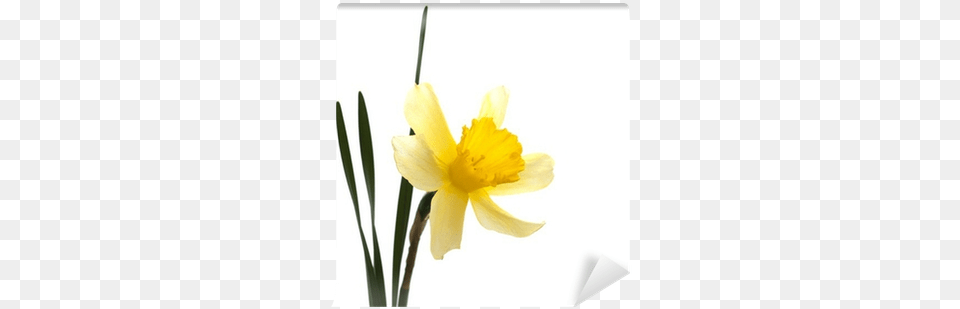 Narcissus, Daffodil, Flower, Plant Png